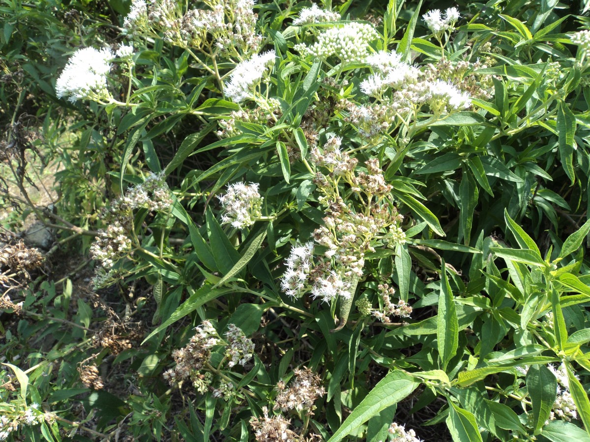 Austroeupatorium inulifolium (Kunth) R.M.King & H.Rob.